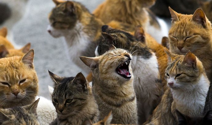 A ajuda humanitária para Cat Island chegou a tempo