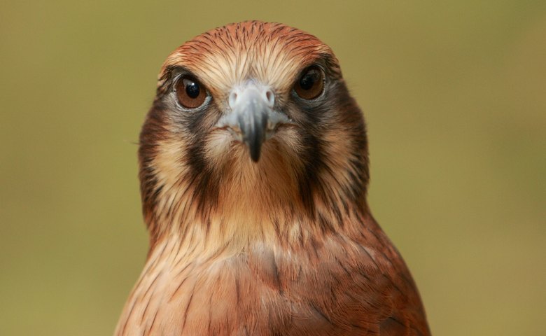 As aves de rapina da Austrália atearam fogo deliberadamente na floresta