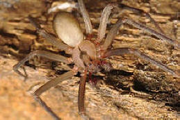 Uma aranha eremita predadora mordeu uma garota com meia orelha