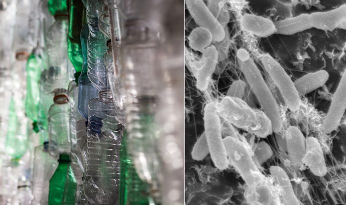 Boas notícias: há um micróbio que pode absorver alguns dos plásticos mais difíceis de reciclar 