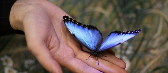 Bom presságio - a borboleta voou pela janela
