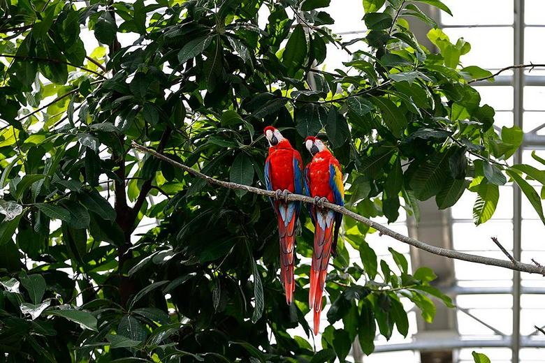 Agricultores indianos procuraram ajuda do governo por causa de papagaios