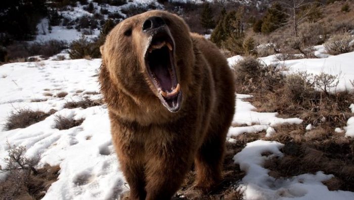 Vídeo interessante: um urso ataca um homem