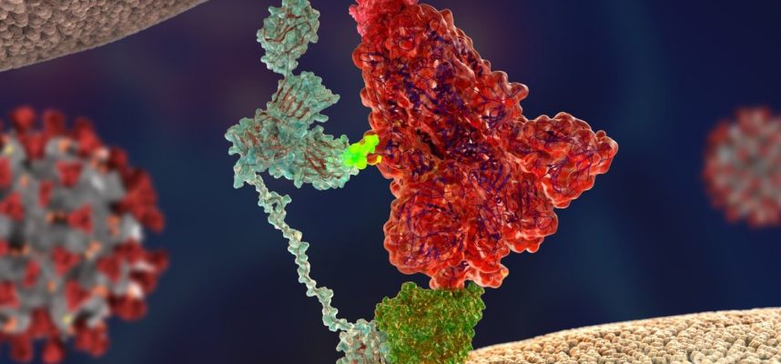 Os pesquisadores descobriram o que torna o coronavírus tão contagioso 