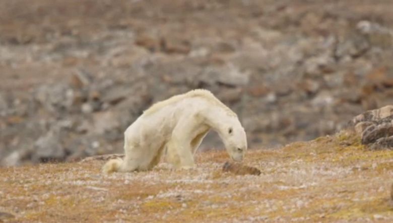 O urso polar faminto chocou o fotógrafo