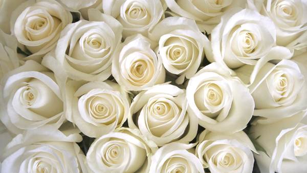 o que rosas brancas significam 