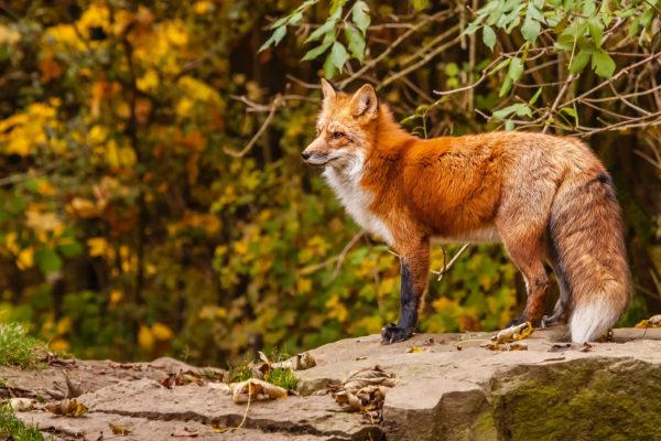 Por que as pessoas sonham com imagens de animais selvagens 