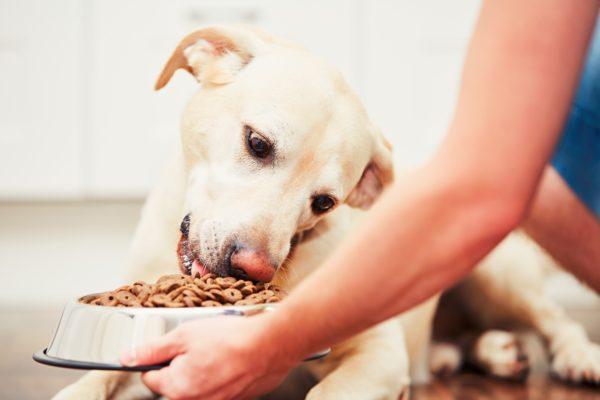 Alimentar um cachorro 