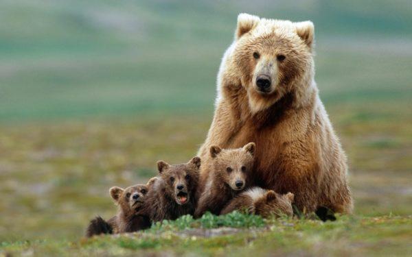 Por que homens e mulheres sonham com um urso 