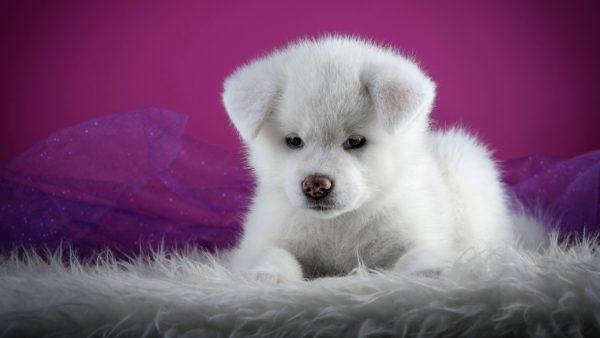 Cachorrinho branco 