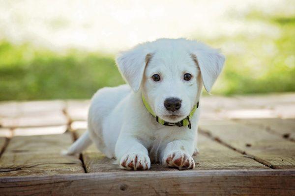 Cachorrinho branco 