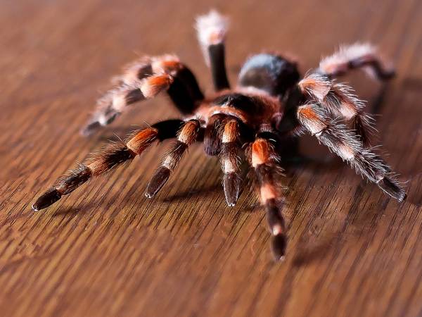 aranha na casa presságio 