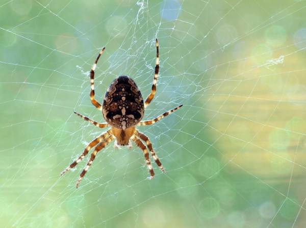 ver um presságio de aranha 