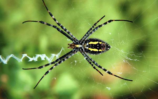 aranha na casa 