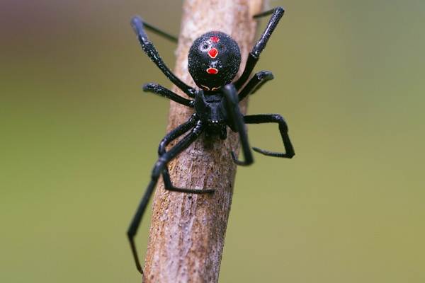 por que ver uma aranha em casa 