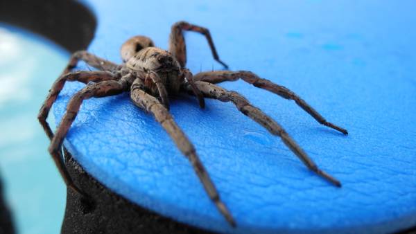 aranha no banheiro presságio 
