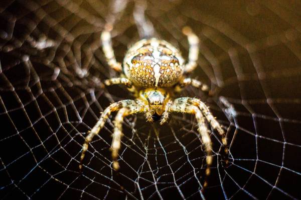 sinais sobre aranhas 