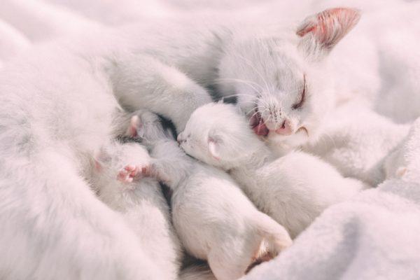 Por que um gato branco está sonhando 