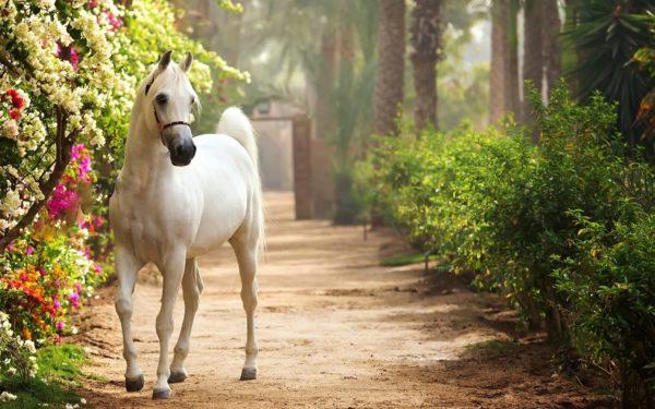 Por que um cavalo branco está sonhando 