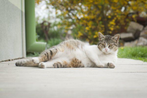 Por que uma gata grávida está sonhando? 