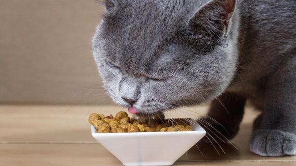 Por que uma gata grávida está sonhando? 