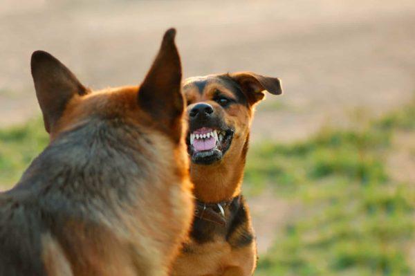 Cães agressivos 