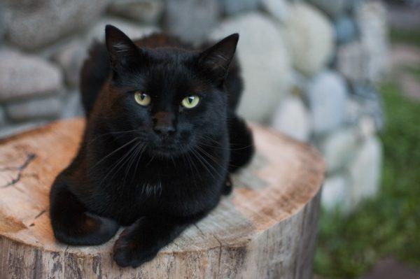 Por que um gato preto está sonhando  