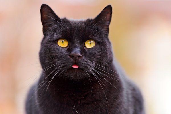 Por que um gato preto está sonhando  