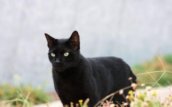 Por que um gato preto está sonhando  