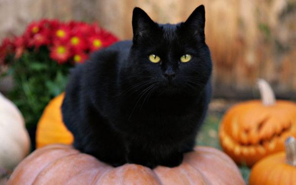 Por que um gato preto está sonhando  