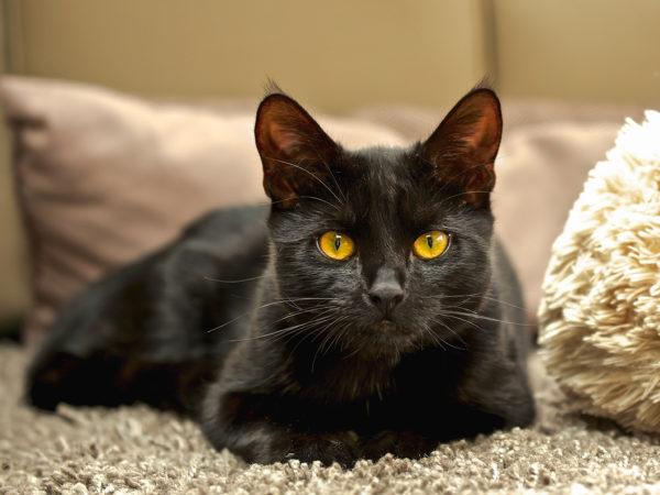Por que um gato preto está sonhando  
