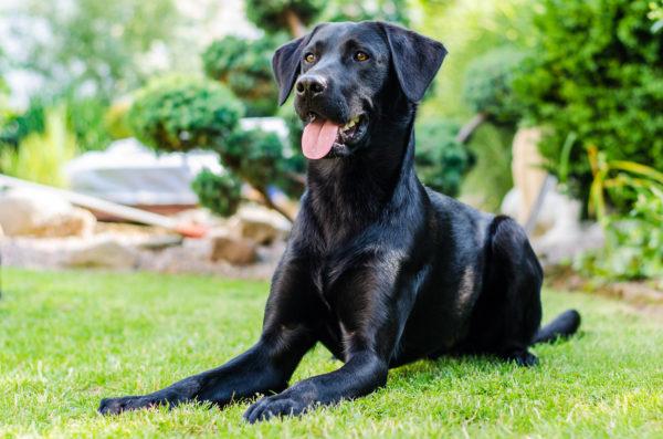 Por que o cachorro preto esta sonhando 