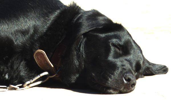 Sonhei com um cachorro preto dormindo 