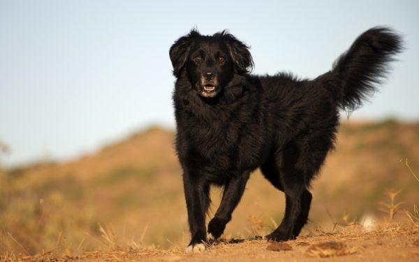 Cachorro preto 