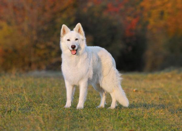 Por que o cachorro branco está sonhando 