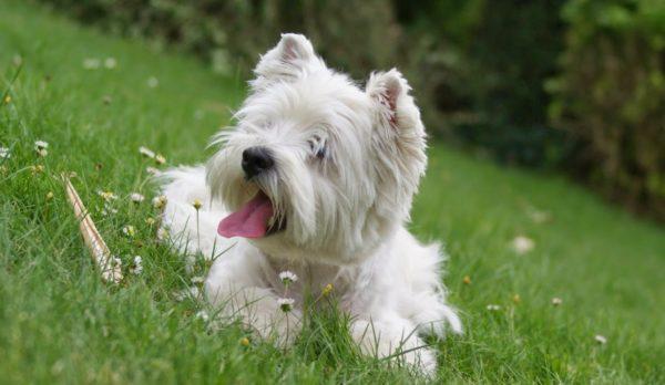 Cachorro branco pequeno 