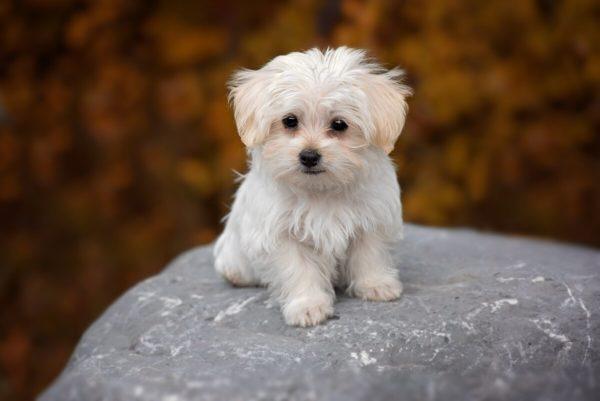 Cachorrinho branco 