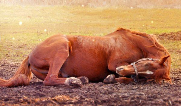 por que um cavalo morto está sonhando 