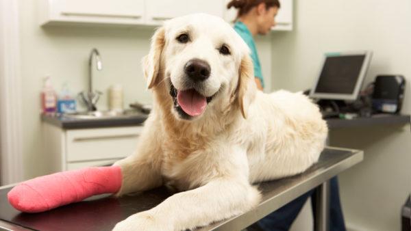 Por que sonhar com um cachorro ferido 