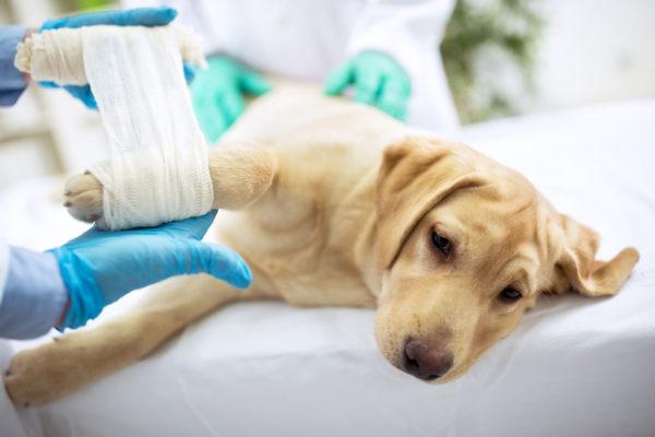 Cachorro ferido 