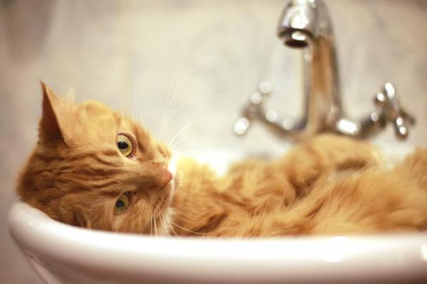 Por que sonhar em lavar um gato 
