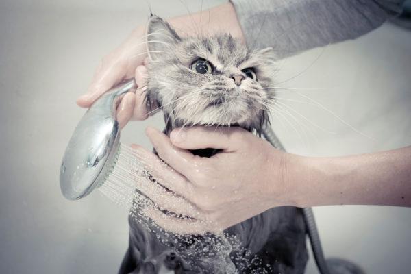 Por que sonhar em lavar um gato 