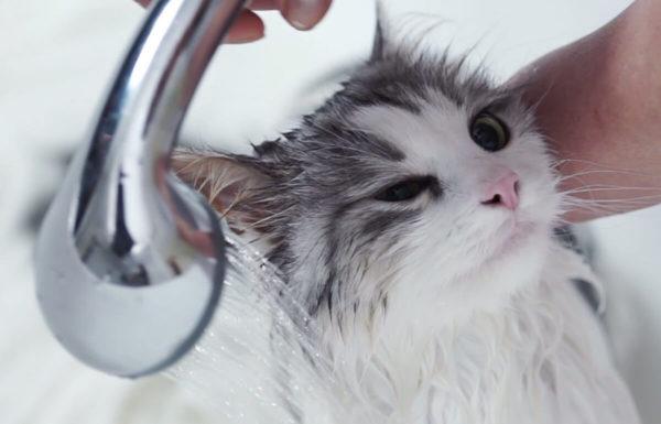 Por que sonhar em lavar um gato 