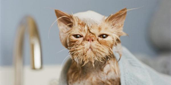 Por que sonhar em lavar um gato 