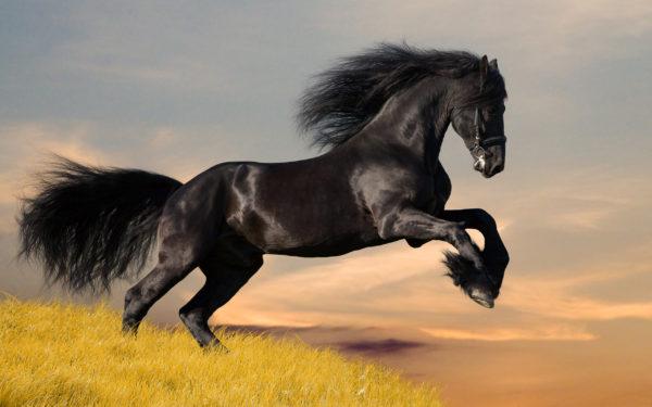 Por que o cavalo preto está sonhando 