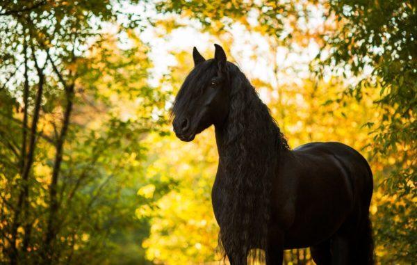O que o cavalo preto sonhou - a interpretação de famosos livros de sonhos 