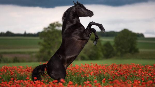 O que o cavalo preto sonhou - a interpretação de famosos livros de sonhos 