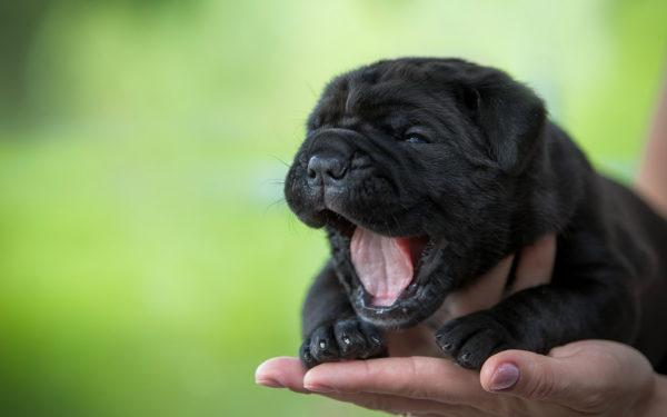 Cachorrinho 