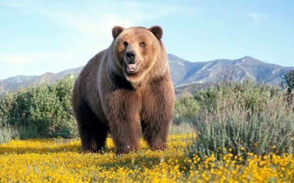 Por que o urso está sonhando 