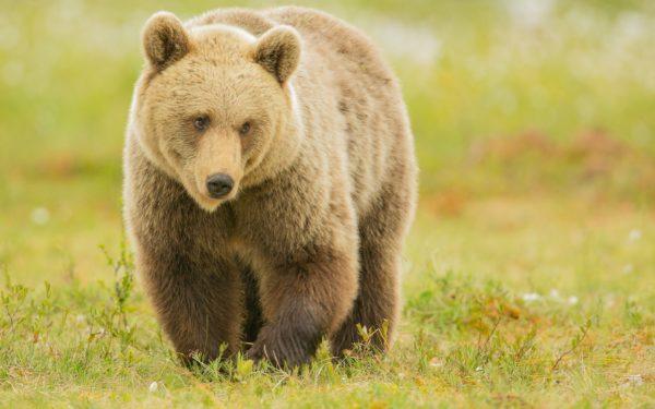 Por que uma garota sonha com um urso 